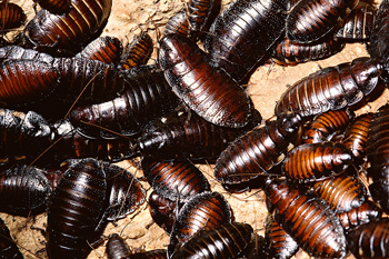 Bio-Tech Exterminators | Indio, California | Extermination Service, Pest Control, Exterminators | Rodent control, Bee Removal Bio-Tech Exterminators | Indio, California | Extermination Service, Pest Control, Exterminators | Rodent control, Bee Removal
